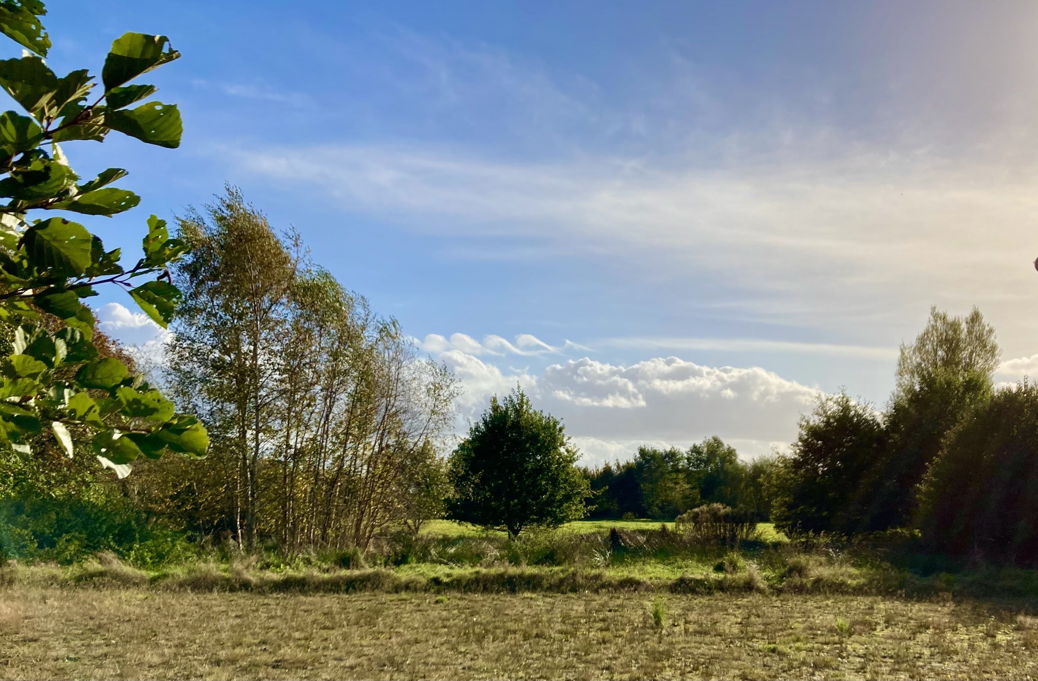 Ländliche Landschaft mit Bäumen, einem Feld und blauem Himmel.