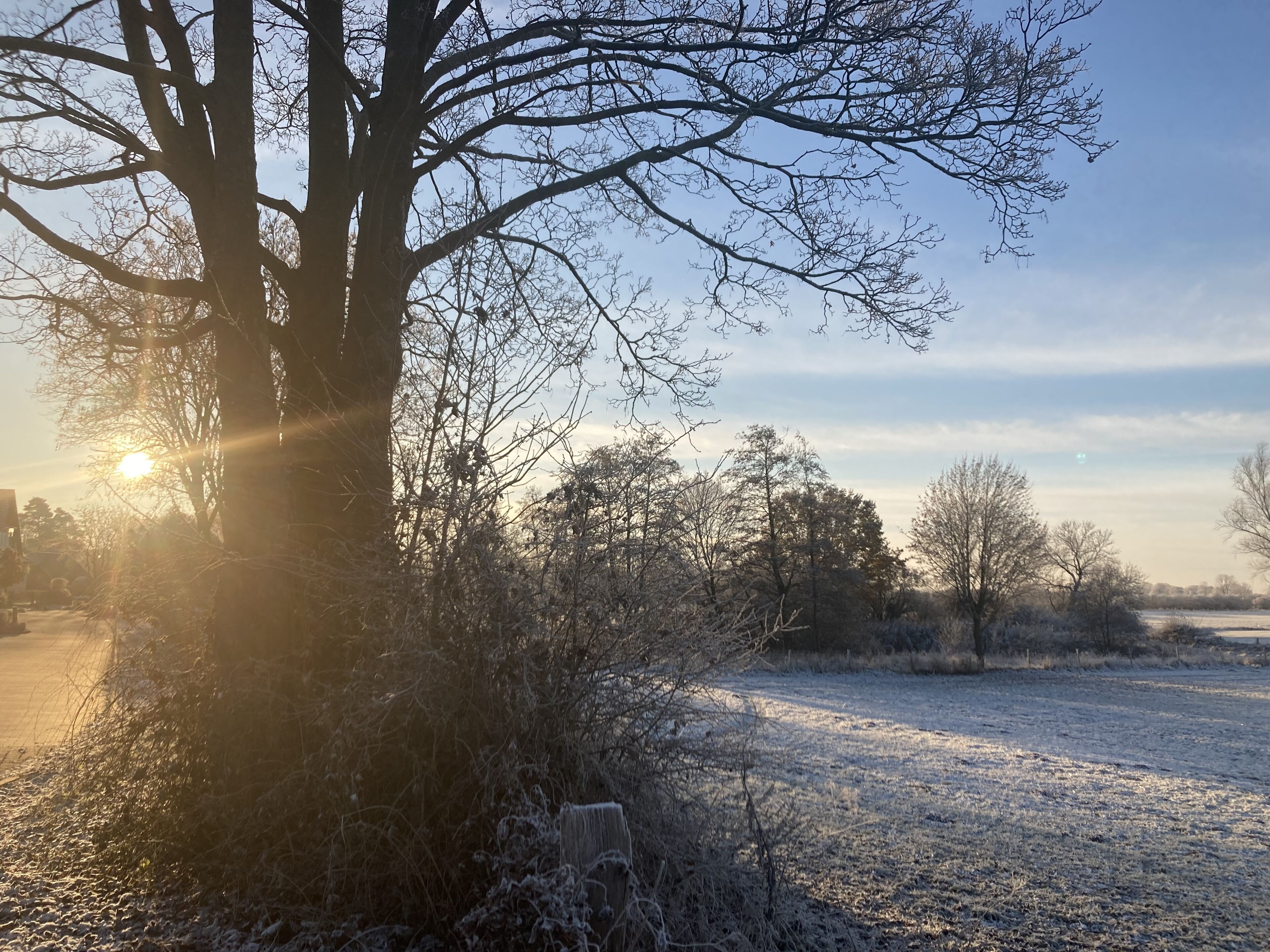 A frost-covered landscape with a large tree and a clear sky.