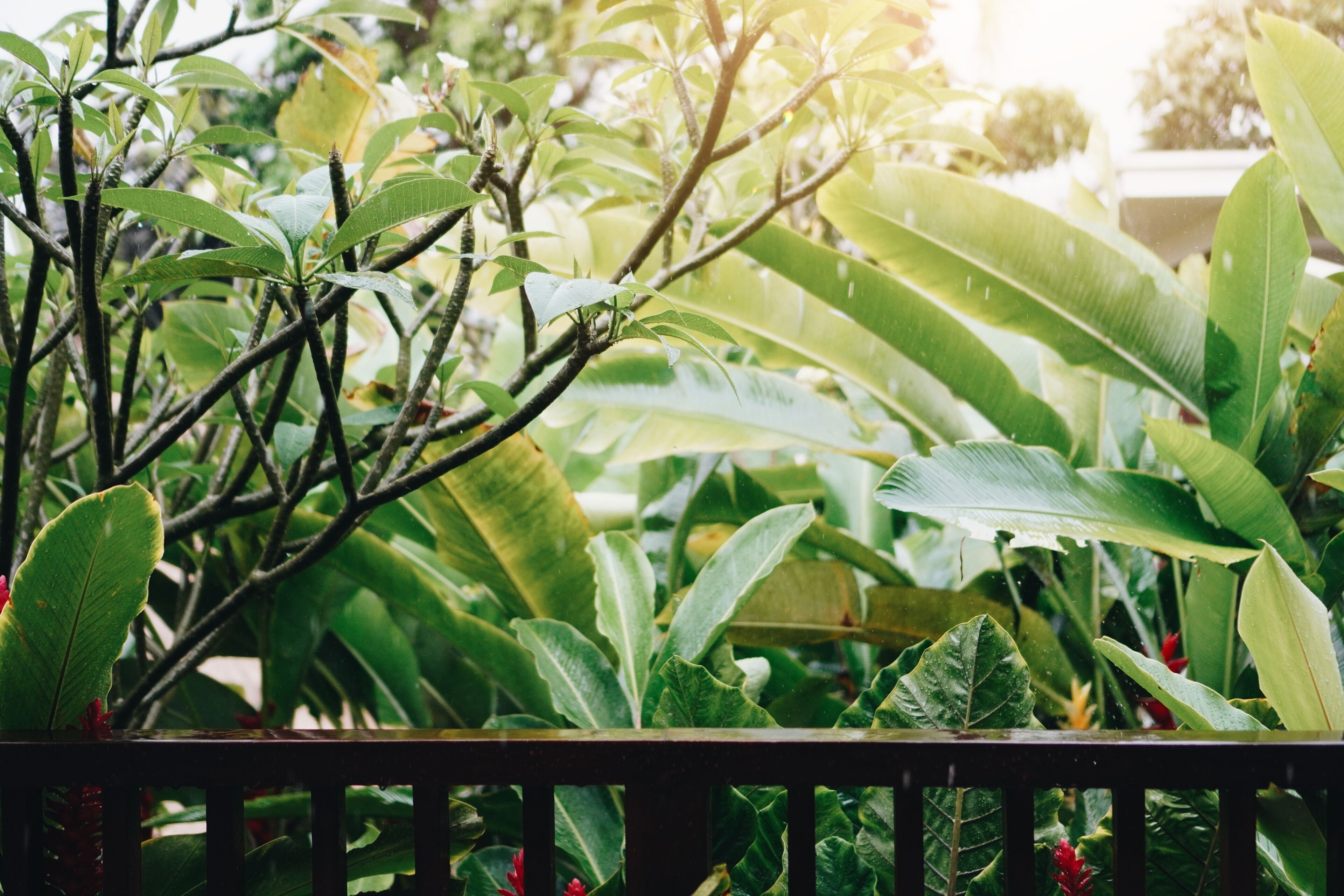 A lush garden with various green plants and a wooden fence.