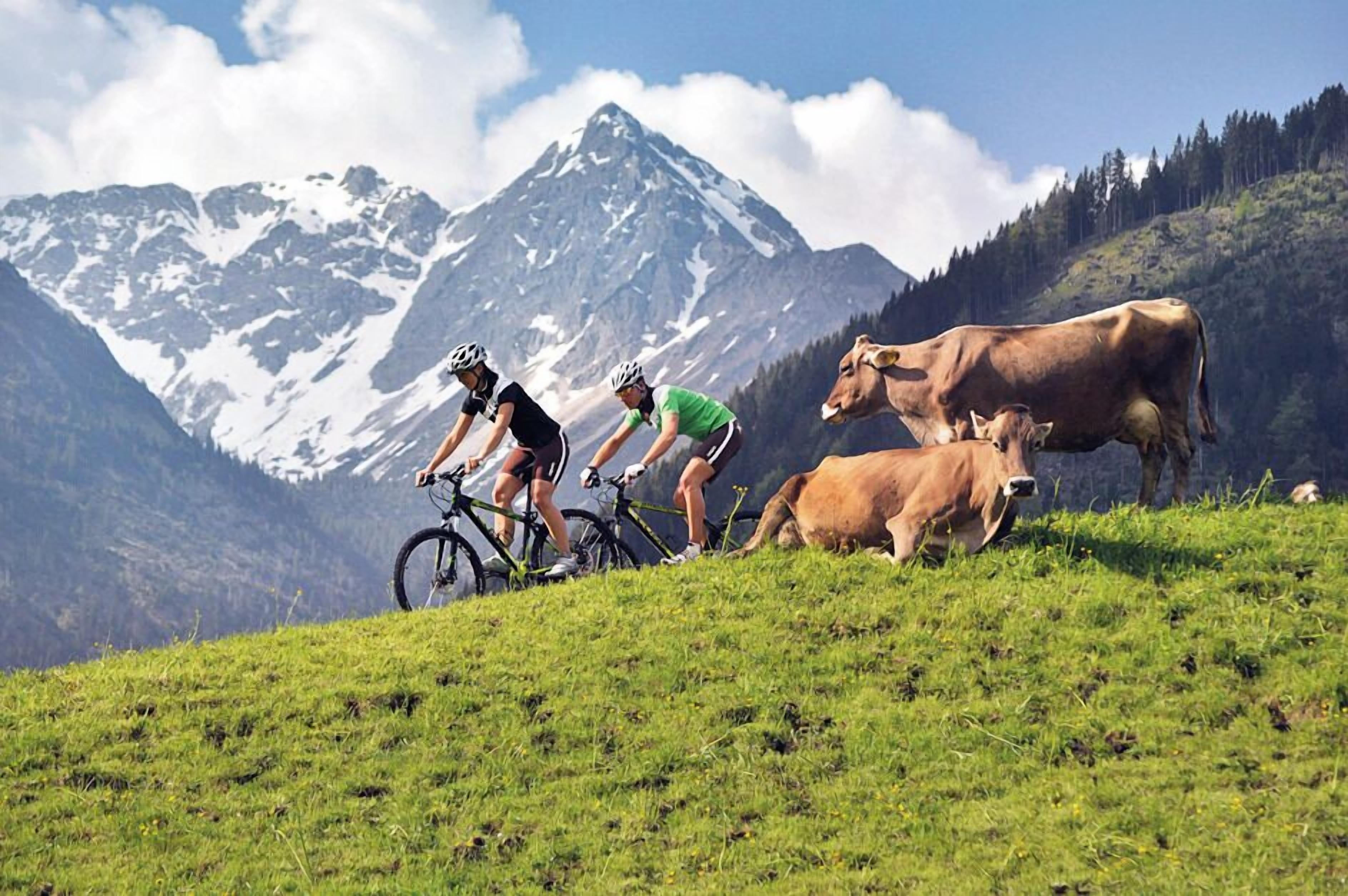 Een mountainbike scene met fietsers en koeien op een grasachtige helling, met een besneeuwde berg op de achtergrond.