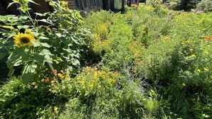 A garden with various plants and flowers in front of a wooden house with large windows. - Spacious home w/riverview, minutes from state parks and ocean beaches, sleeps 11 (East Machias)