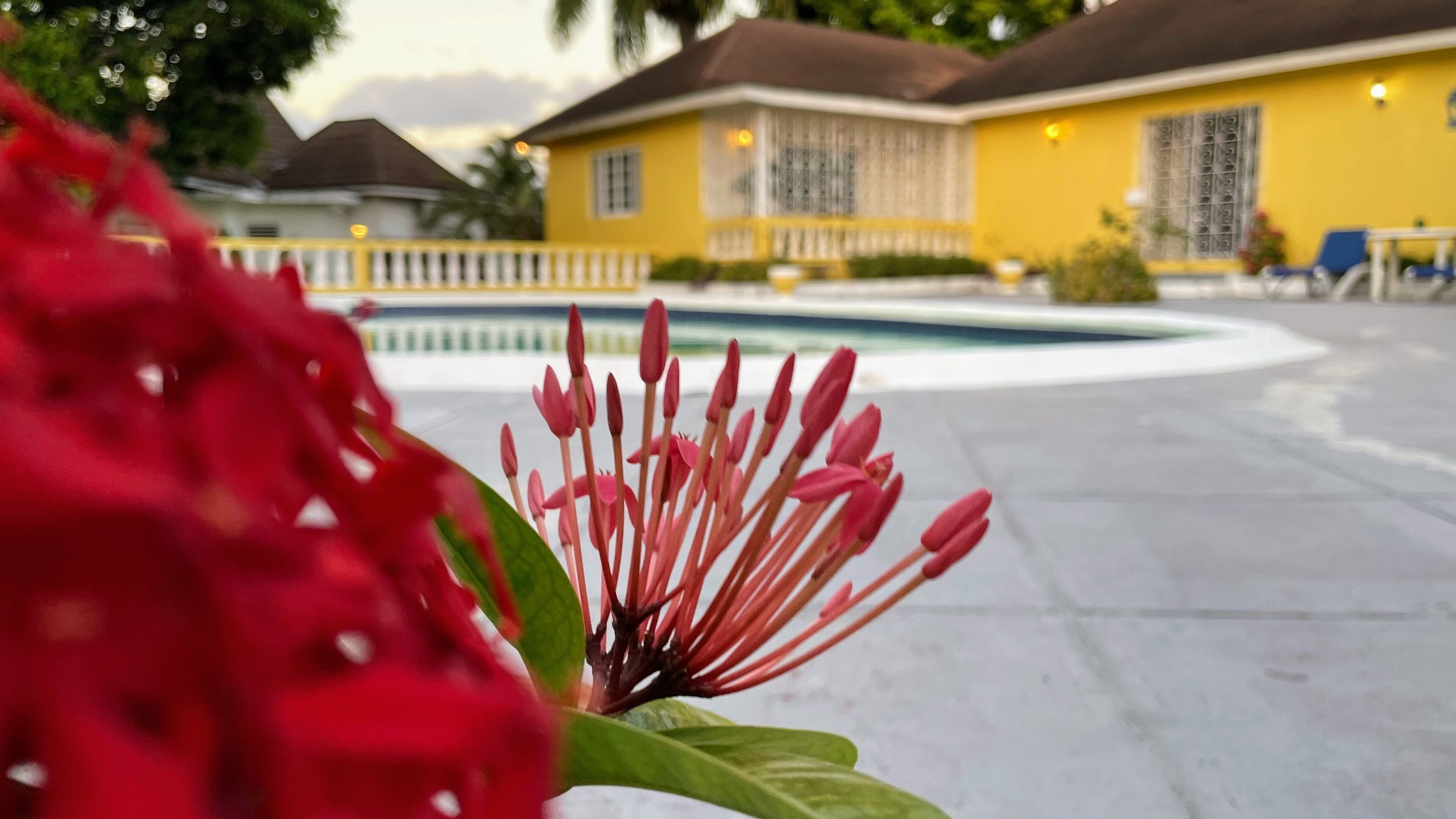 A yellow building with a pool and a red flower in the foreground.