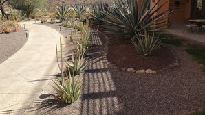 Un camí vorejat d'agaves que condueix a un edifici amb una entrada d'arc.