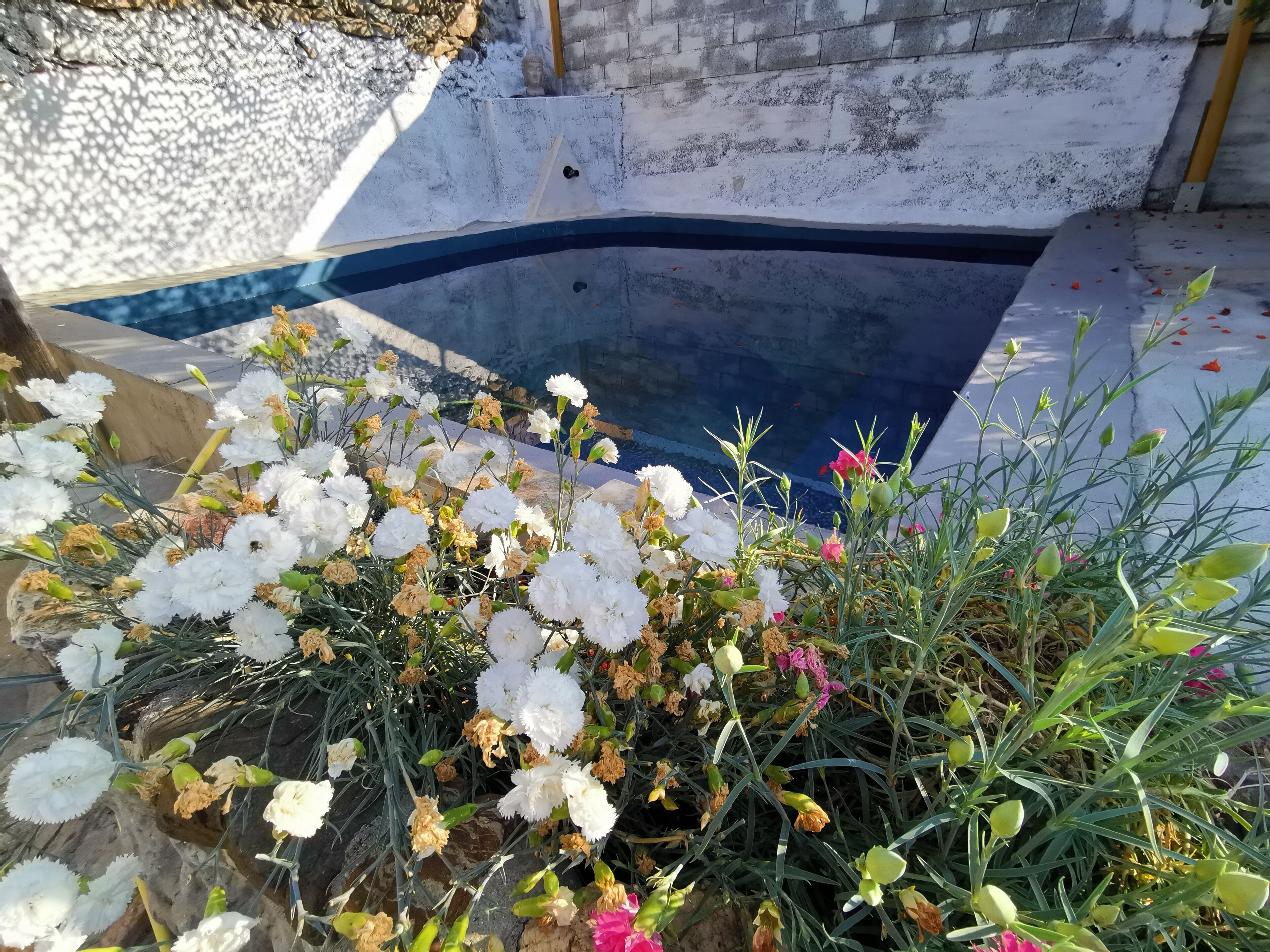 A swimming pool surrounded by various flowers and plants.