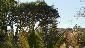 Ein Garten mit einer Palme, Mulch als Bodenabdeckung und einem Holzzaun.