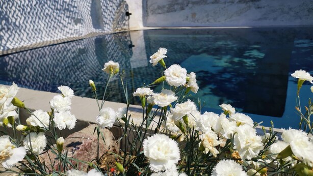 Ein Pool mit klarem Wasser, umgeben von weißen Blüten und einer Steinmauer.