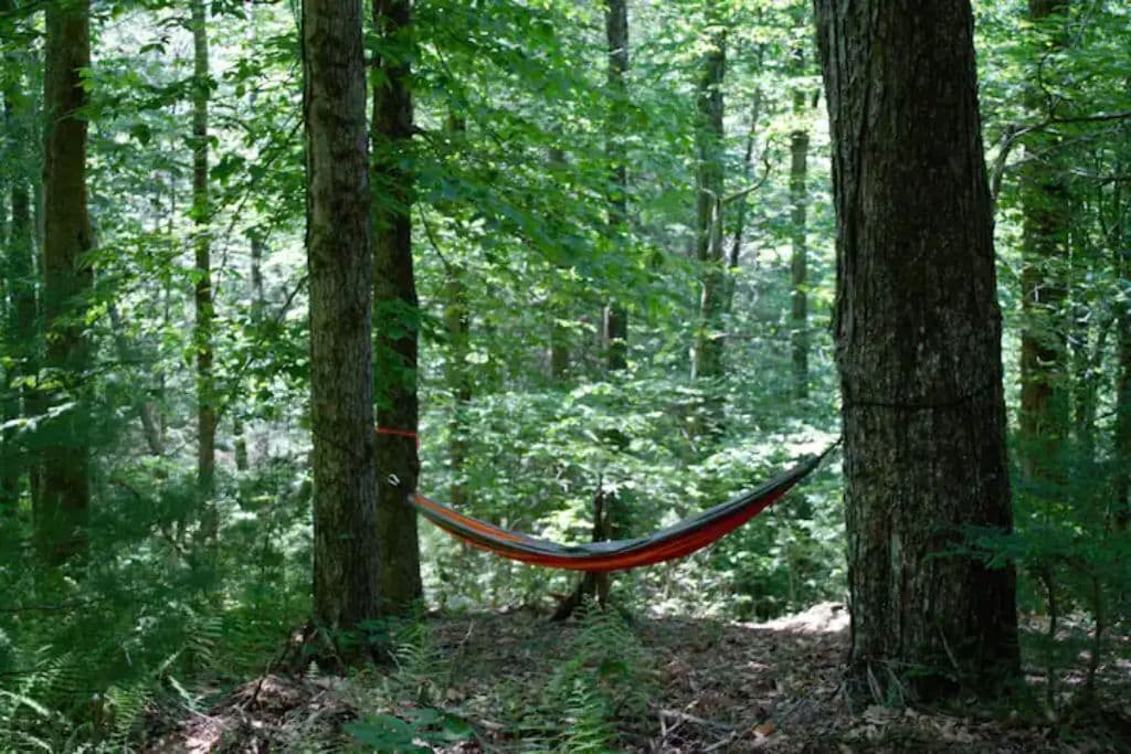 Una hamaca en un bosque.