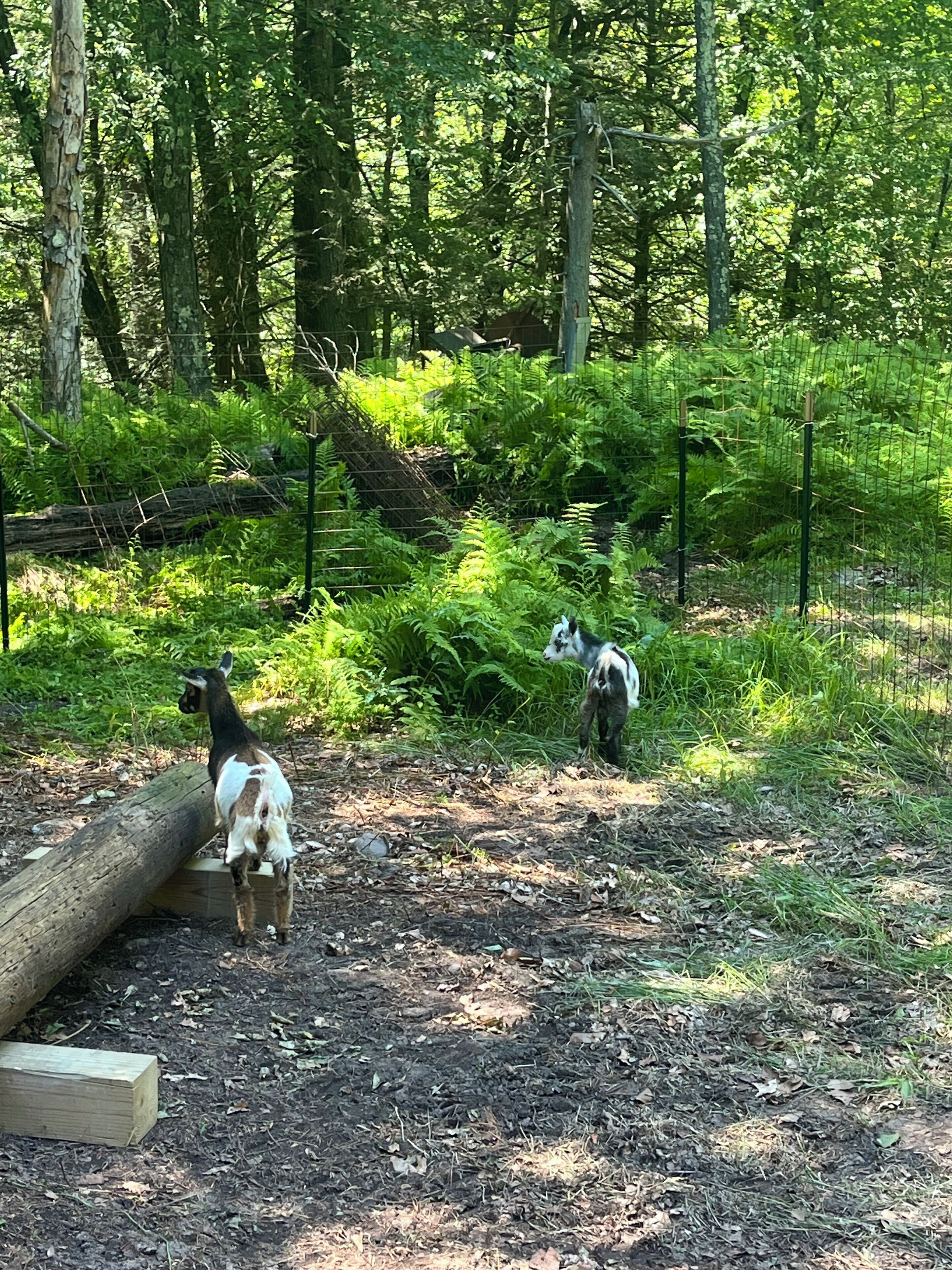 Stewie (on left) and Skiddy (on right)