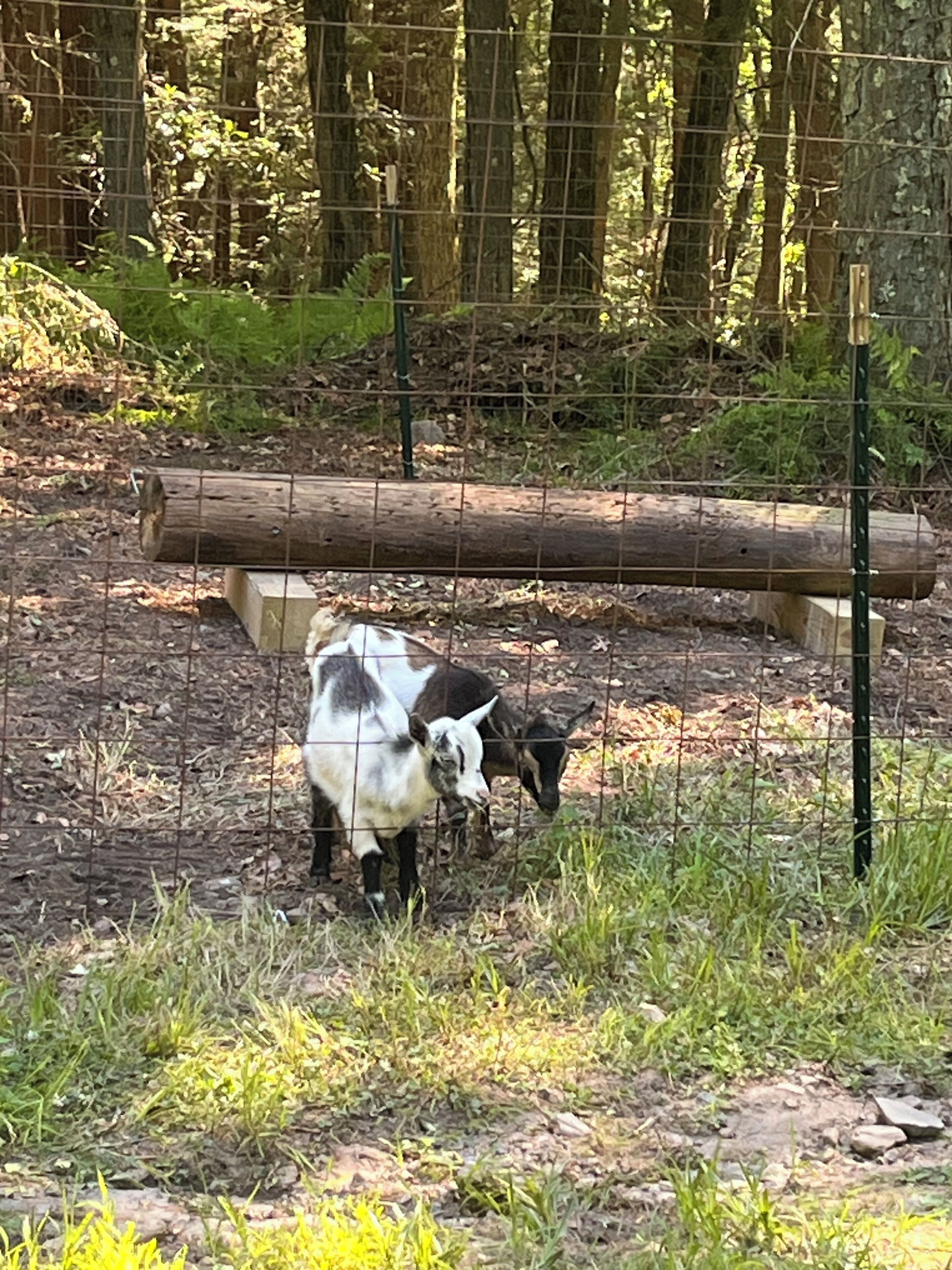 Un'area recintata con due capre che pascolano vicino a un ceppo e a un palo di legno.