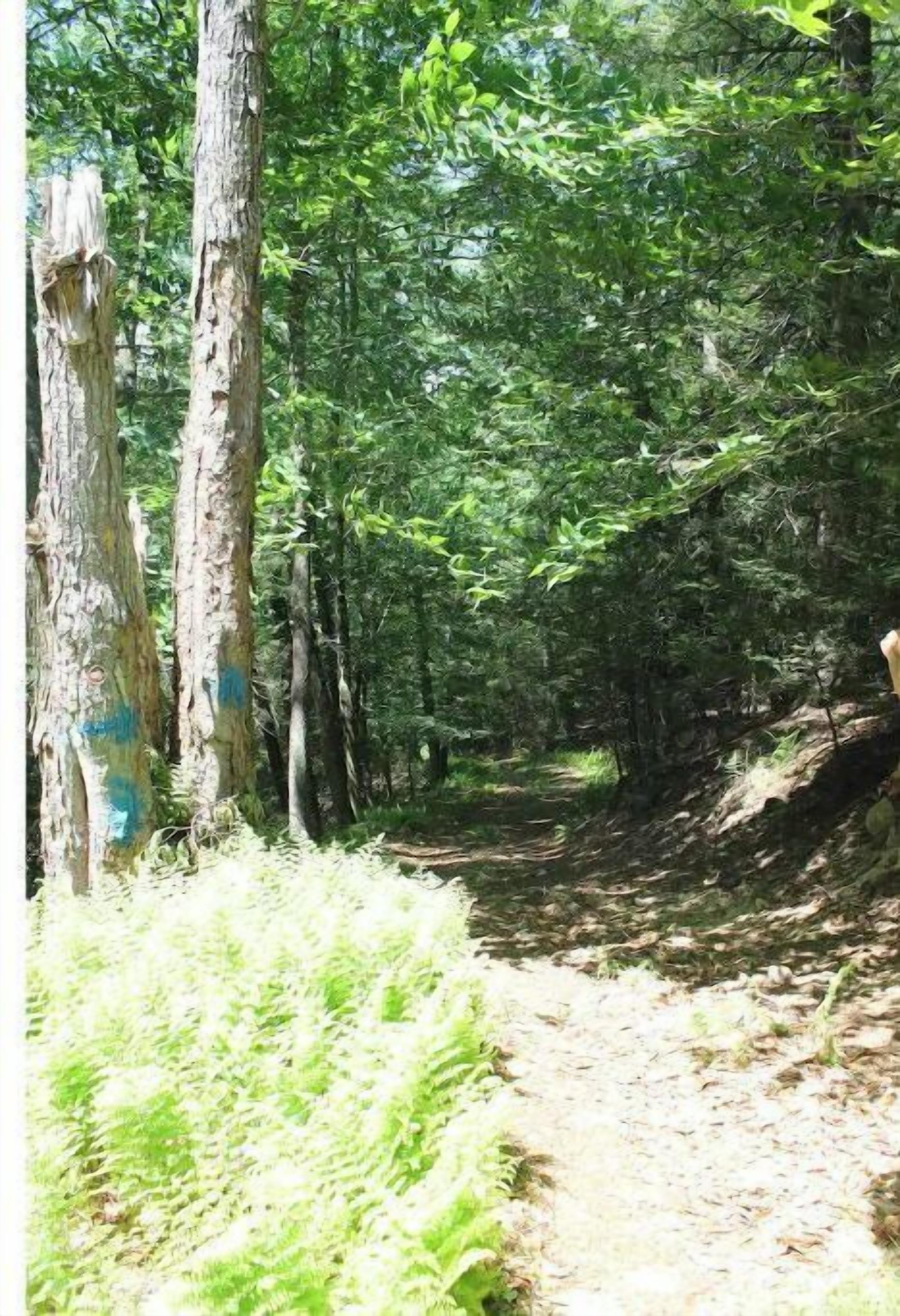 Une zone boisée avec un sentier de terre.