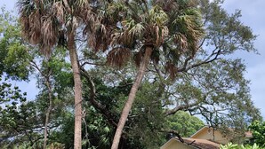 A backyard with two tall palm trees, a wooden fence, a white bench, and a house in the background.