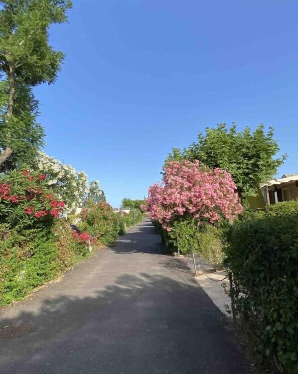 Uma estrada estreita e pavimentada, ladeada por vegetação exuberante e arbustos floridos, conduz a um edifício com fachada amarela.