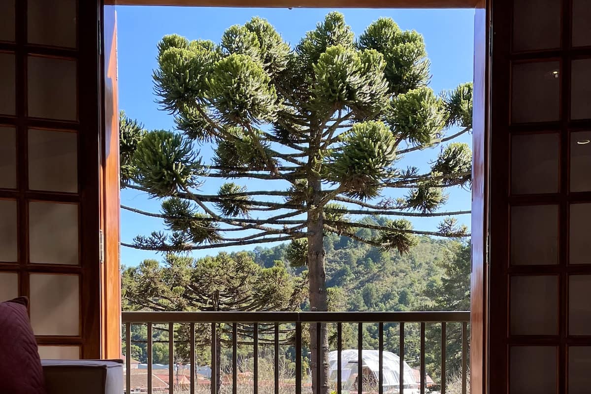 A room with a view of a large tree through an open door.