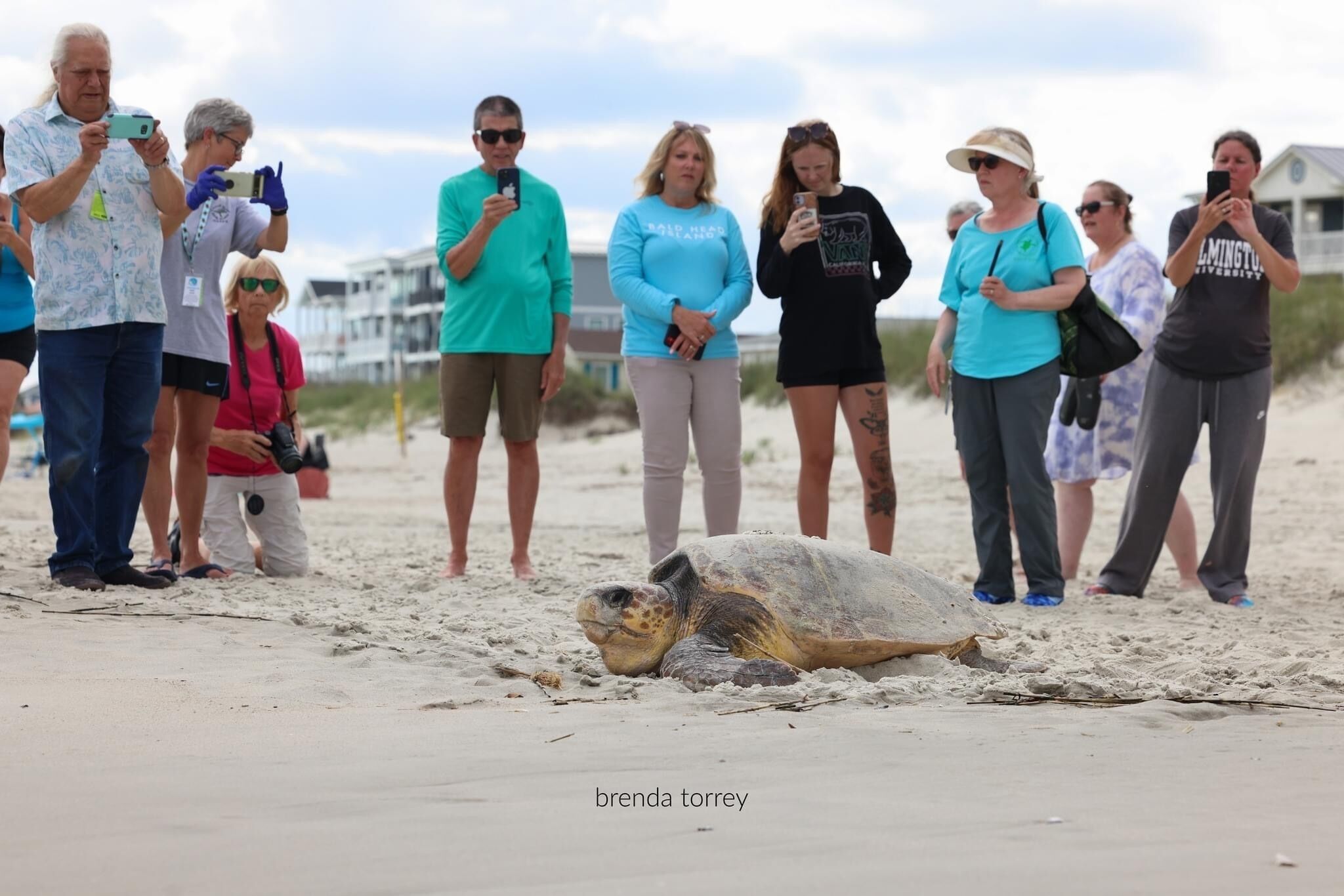 A group of people observing a sea turtle on the beach.
