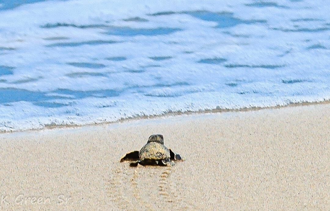 A turtle on a sandy beach with waves in the background.