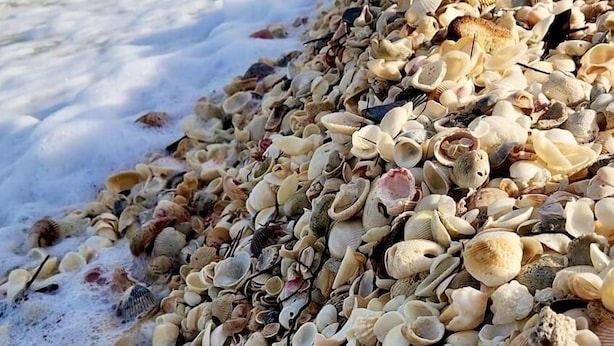 Een strand met diverse schelpen uitgestrooid langs de kust.