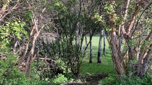 A stone pathway surrounded by dense greenery and trees. -  Camping, but more comfy  (Tetonia)