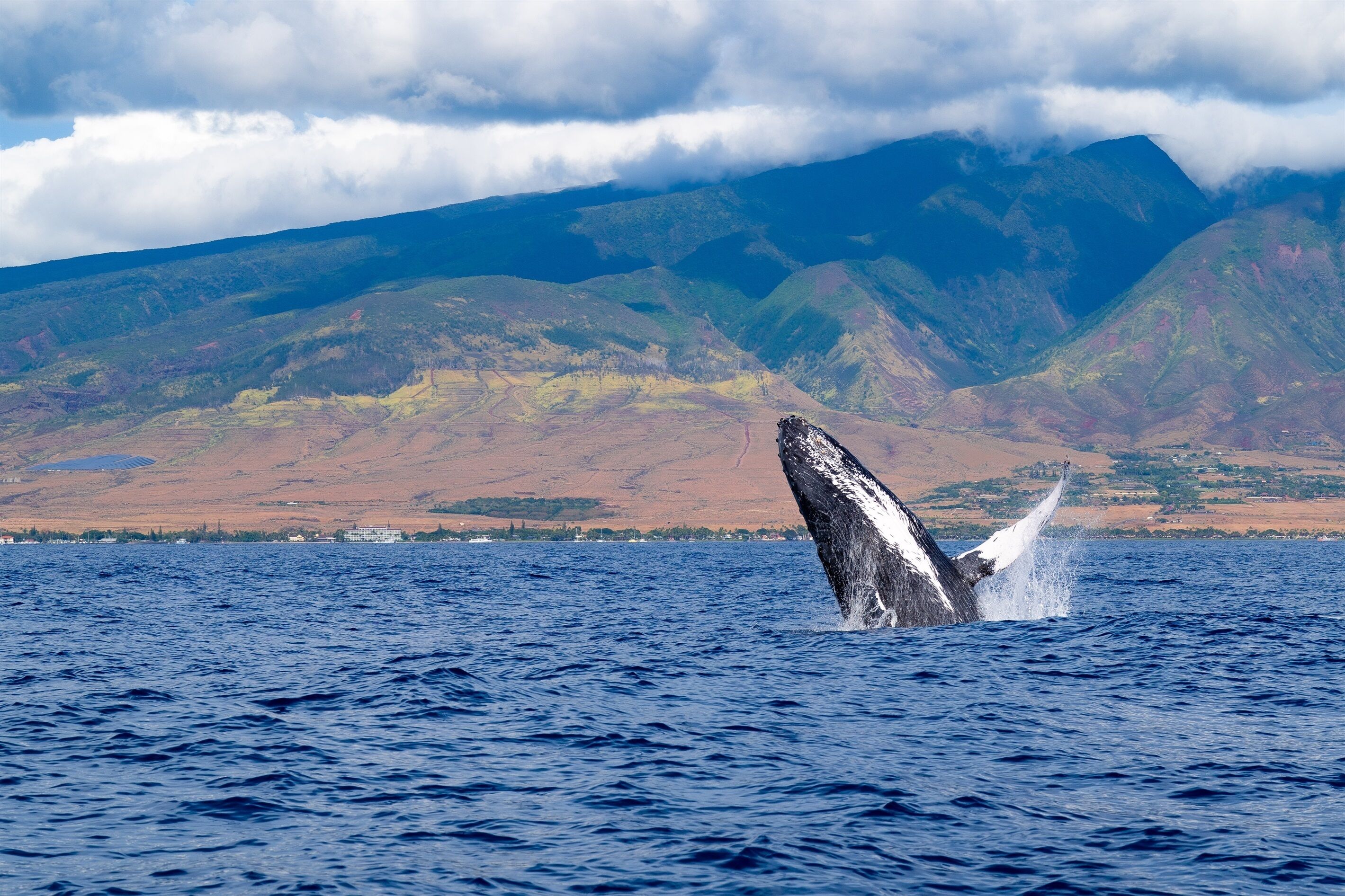 Une baleine surgissant de l’océan, avec un paysage montagneux en arrière-plan.
