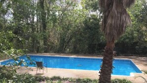 A rectangular swimming pool surrounded by lush greenery and a palm tree.