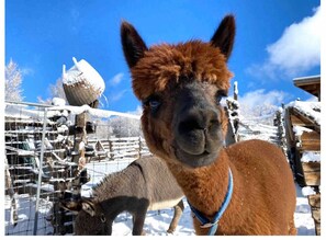 Unclassified image, 2 of 23, button - GEORGIA O'KEEFE (San Cristobal)