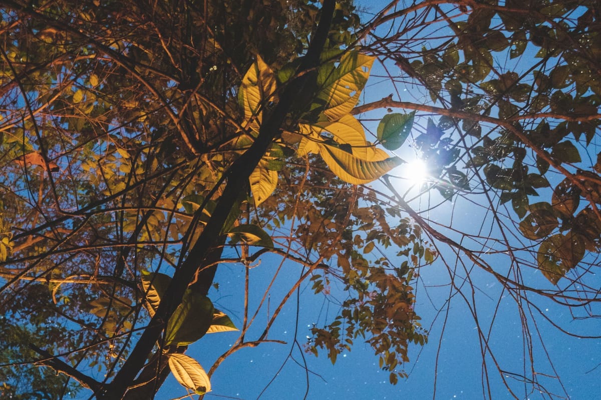 Um deck de madeira com vista desobstruída do céu noturno, rodeado por árvores e vegetação.