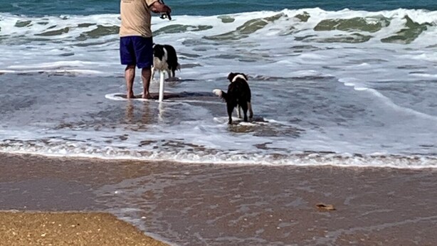 A beach scene with a person and two dogs near the water's edge. - Cosy Pet Friendly Beach Cottage (Golden Beach)