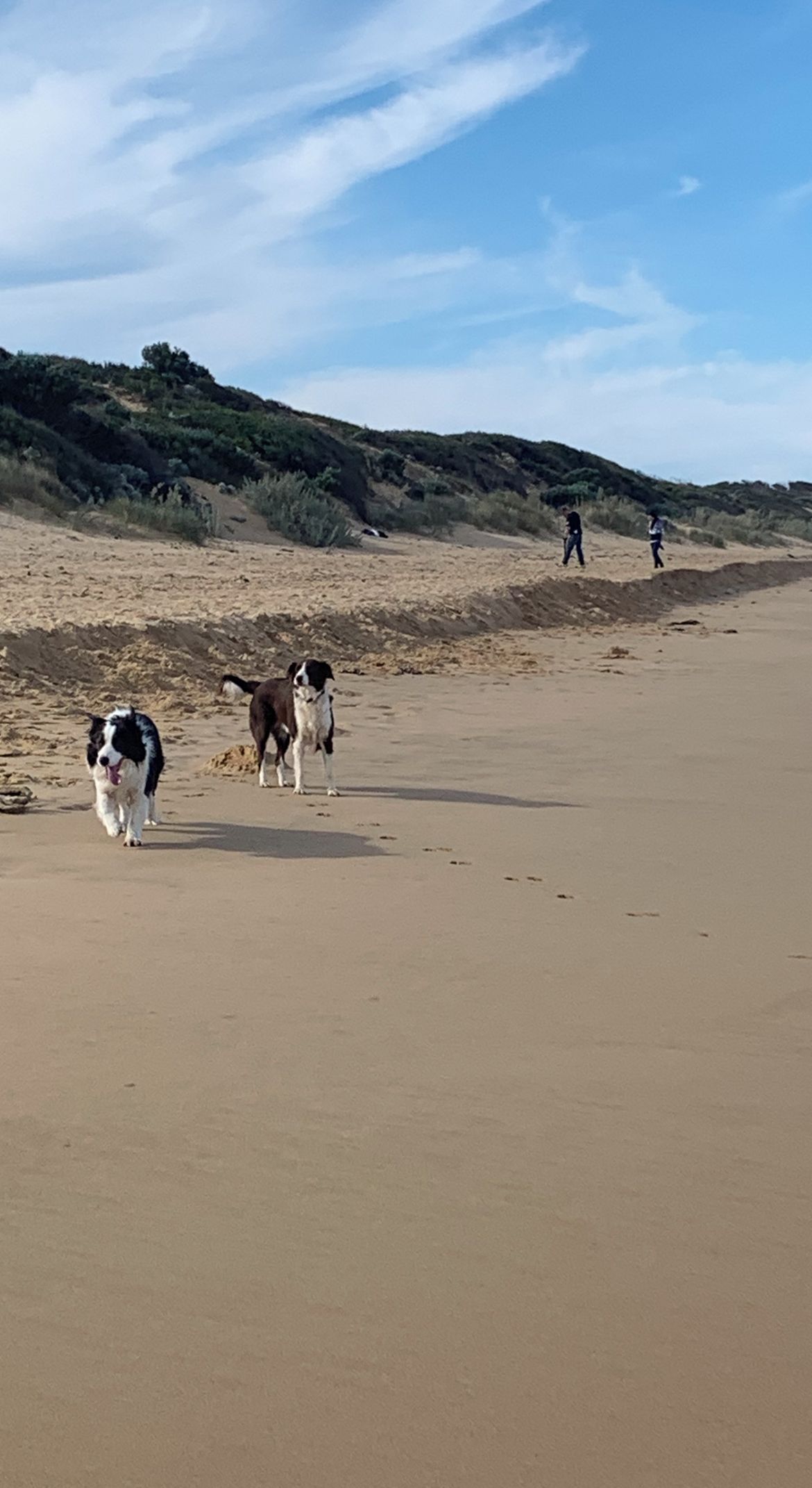 Een zandstrand met enkele honden en mensen in de verte.