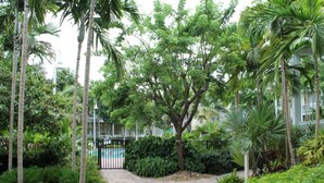 A paved pathway surrounded by lush greenery and tall palm trees.