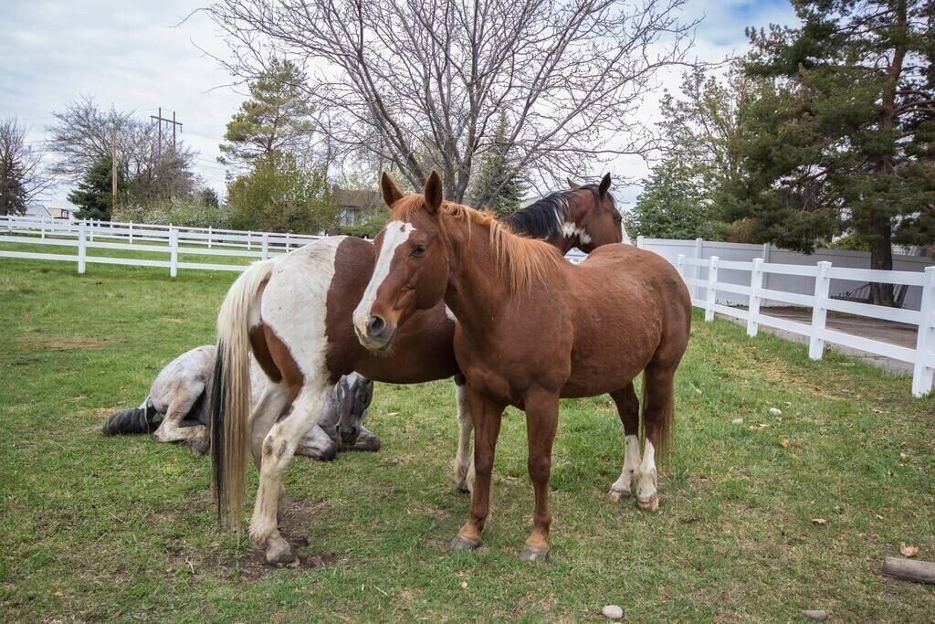 Cozy Ogden Getaway | Close to Ski Resorts | Farm Experience | Patio
