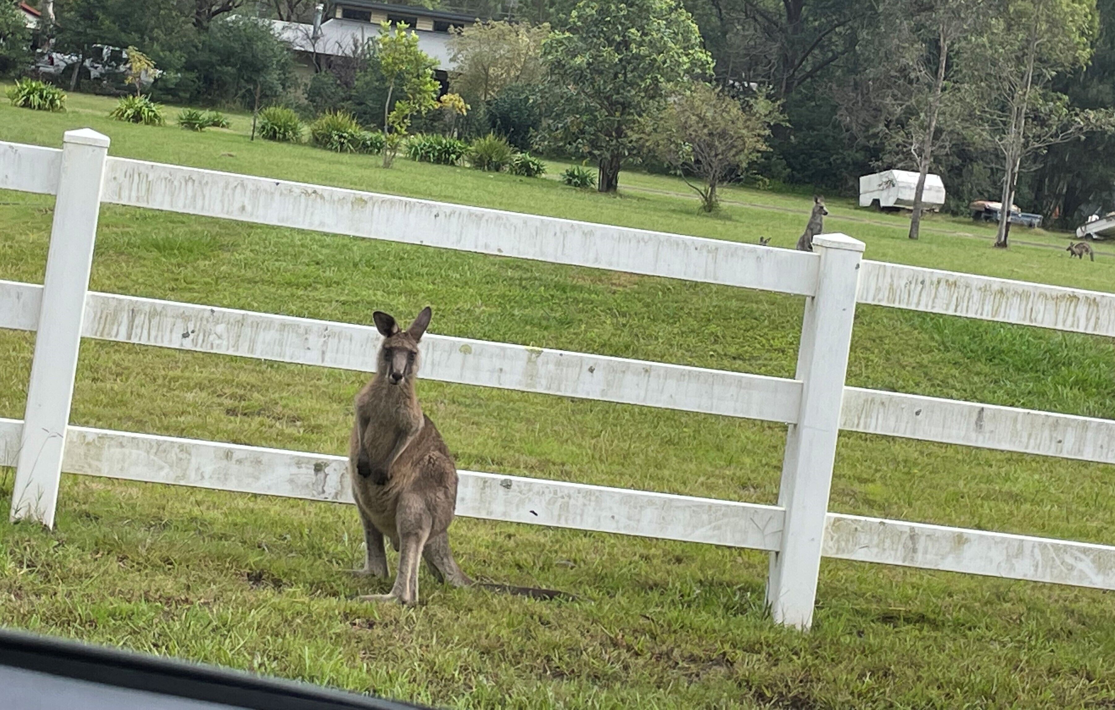 A grassy area with a white fence and a kangaroo in the foreground.