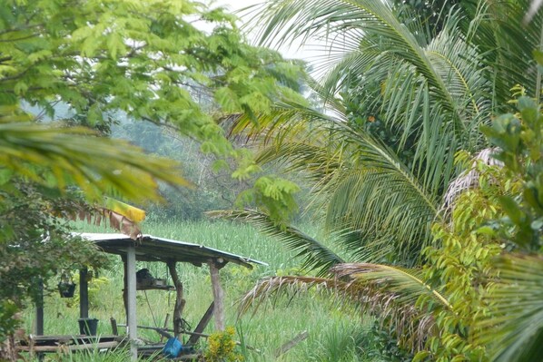 A rustic wooden structure with a solar panel roof, surrounded by lush greenery and palm trees. - นอนโฮมสเตย์ กลางฟาร์มพืชไร่ กินอาหารโฮมเมด บรรยากาศชนบท นอกเมืองโคราช (Nong Nam Sai, Sikhio, Nakhon Ratchasim)