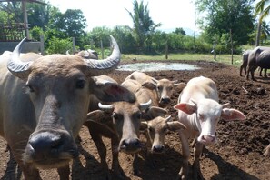 A group of cattle in a fenced area with a muddy ground, surrounded by greenery and trees. - นอนโฮมสเตย์ กลางฟาร์มพืชไร่ กินอาหารโฮมเ  มด บรรยากาศชนบท นอกเมืองโคราช (Nong Nam Sai, Sikhio, Nakhon Ratchasim)