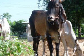 Miscellaneous - นอนโฮมสเตย์ กลางฟาร์มพืชไร่ กินอาหารโฮมเมด บรรยากาศชนบท นอกเมืองโคราช (Nong Nam Sai, Sikhio, Nakhon Ratchasim)