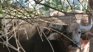Un toro de grandes cuernos detrás de una cerca con ramas.