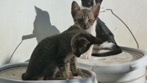 Dos gatitos sentados sobre una fuente con forma de gato blanco.
