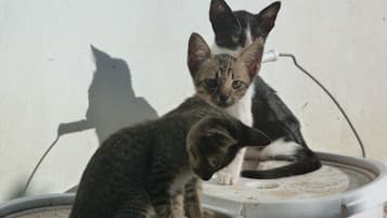 Acepta mascotas