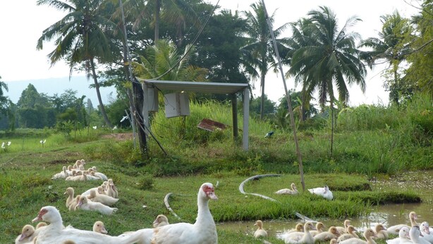 Un paisaje rural con un estanque, patos y un pequeño refugio rodeado de vegetación y palmeras.