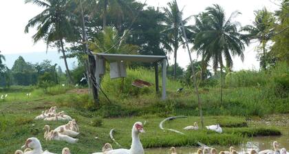 àžàžàžàčàžźàžĄàžȘàčàžàžąàč àžàž„àžČàžàžàžČàžŁàčàžĄàžàž·àžàčàžŁàč àžàžŽàžàžàžČàž«àžČàžŁàčàžźàžĄàčàžĄàž àžàžŁàžŁàžąàžČàžàžČàžšàžàžàžàž àžàžàžàčàžĄàž·àžàžàčàžàžŁàžČàž