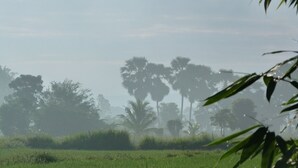 Paisaje brumoso con altas palmeras y un campo cubierto de hierba.