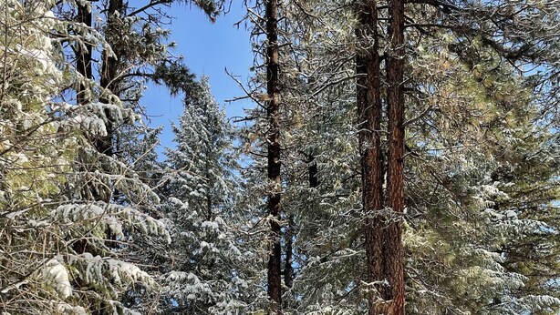 Eine Hütte, umgeben von hohen Nadelbäumen in einem verschneiten Wald.