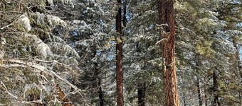 Modern romantic 2-bed log cabin in the forest