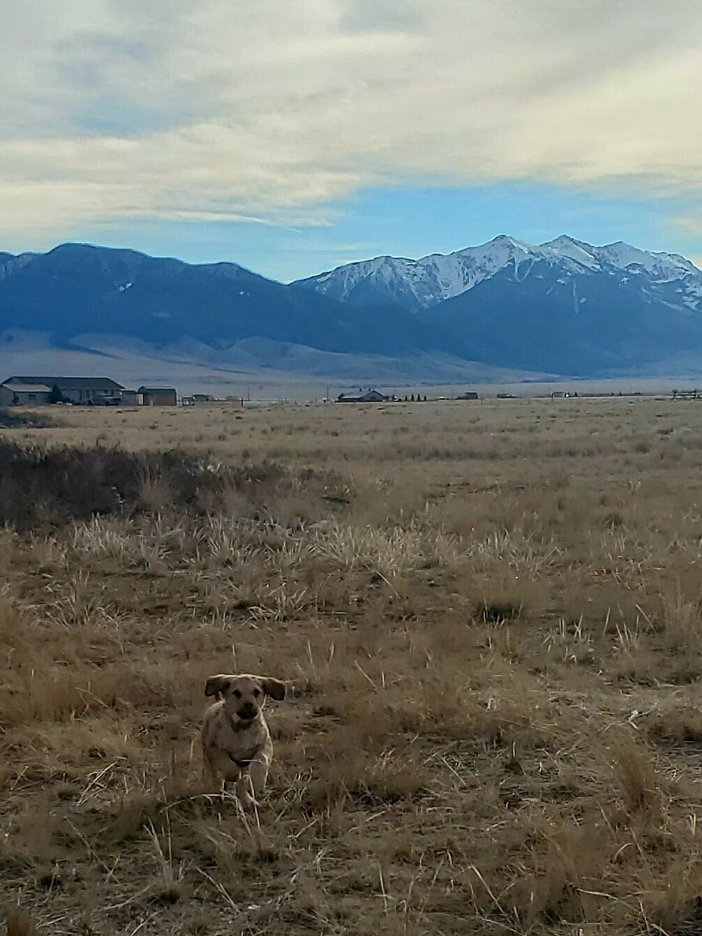 Un perro en un campo con montañas al fondo.