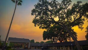 A motel with a large tree in front, a parking lot, and a building with a flat roof. - Safari Inn - Chico (Chico)