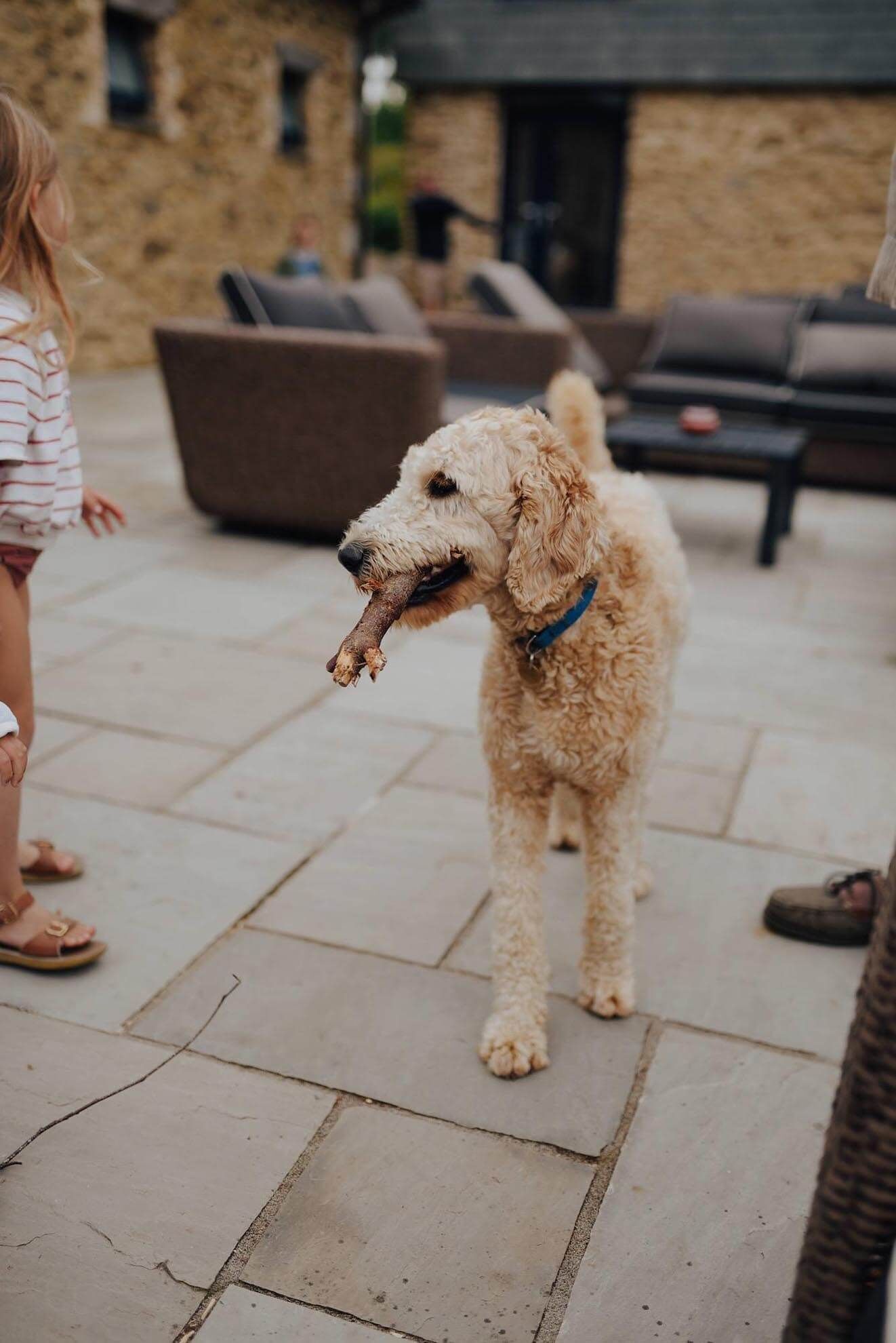 Magnolia Dog - A luxury couples+ Yurt on a stunning historic estate near Newquay. Dog friendly