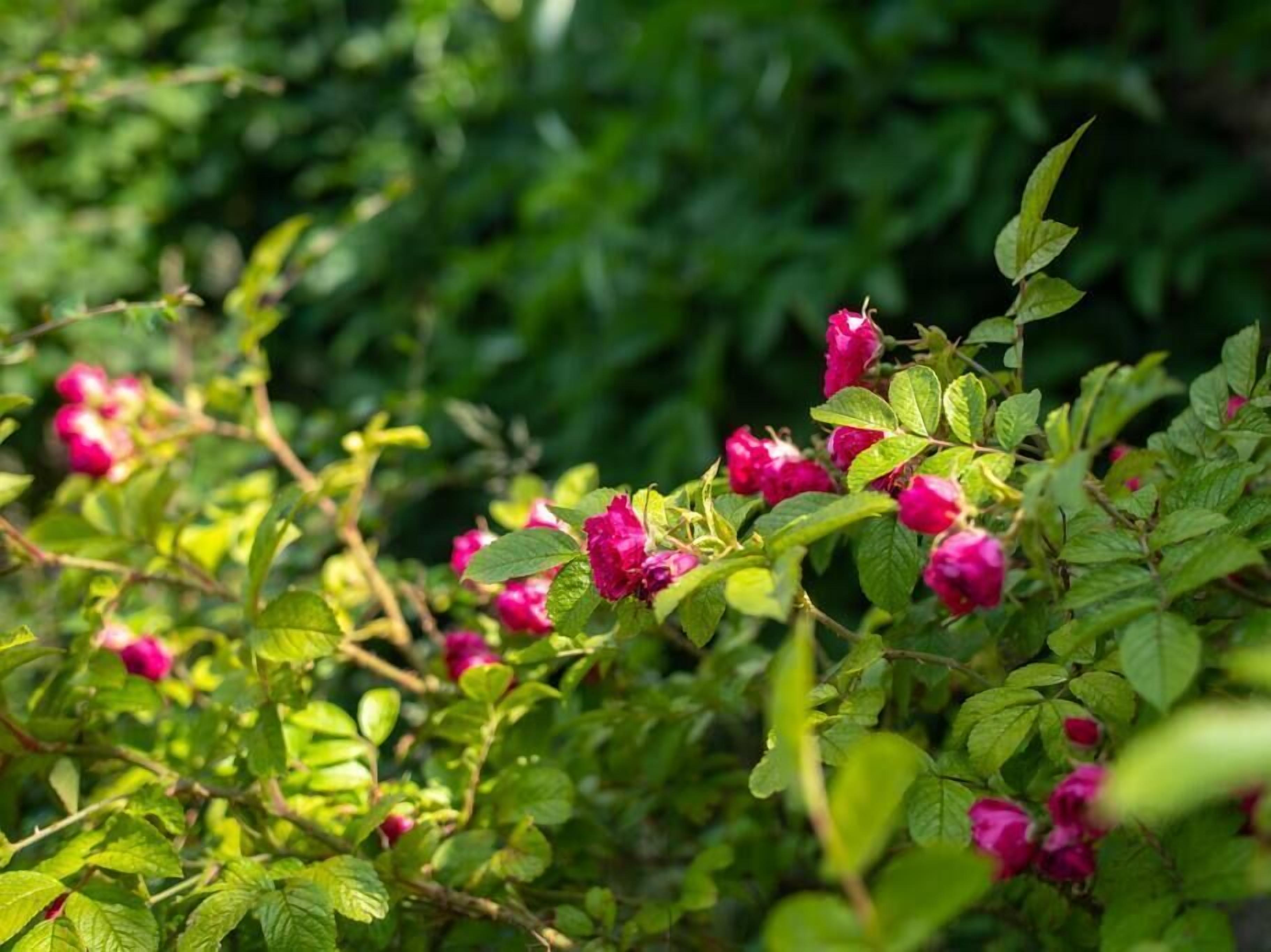 Un jardín con flores rosadas y follaje verde.