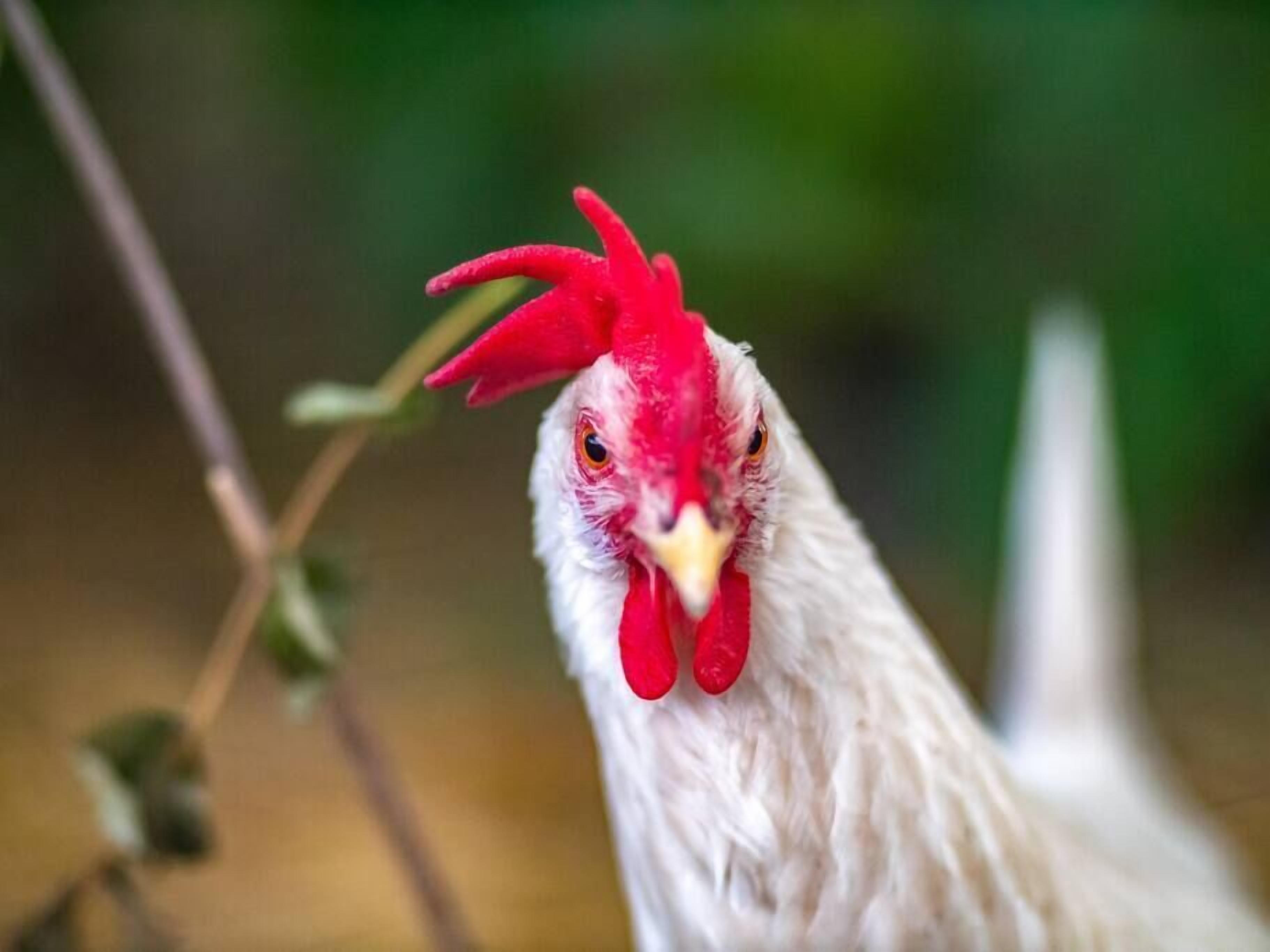 Un primo piano di un pollo con un ciuffo rosso e becco giallo.