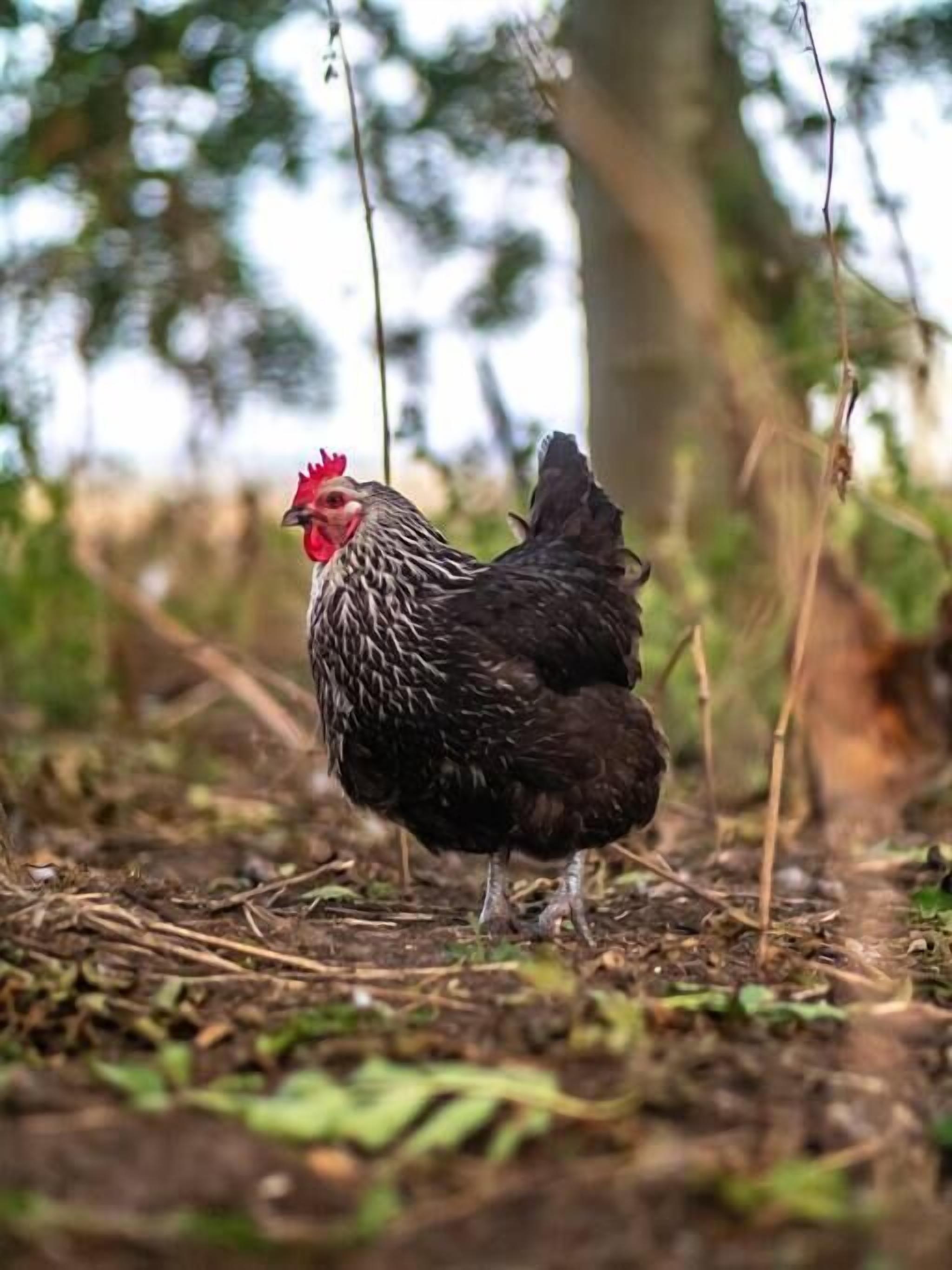 Un poulet se tient sur un chemin de terre, entouré de verdure.