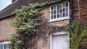 A stone house with a white door, a window, and a garden with potted plants and flowers. - Annex Suite: Sleeps 2 (Scunthorpe)