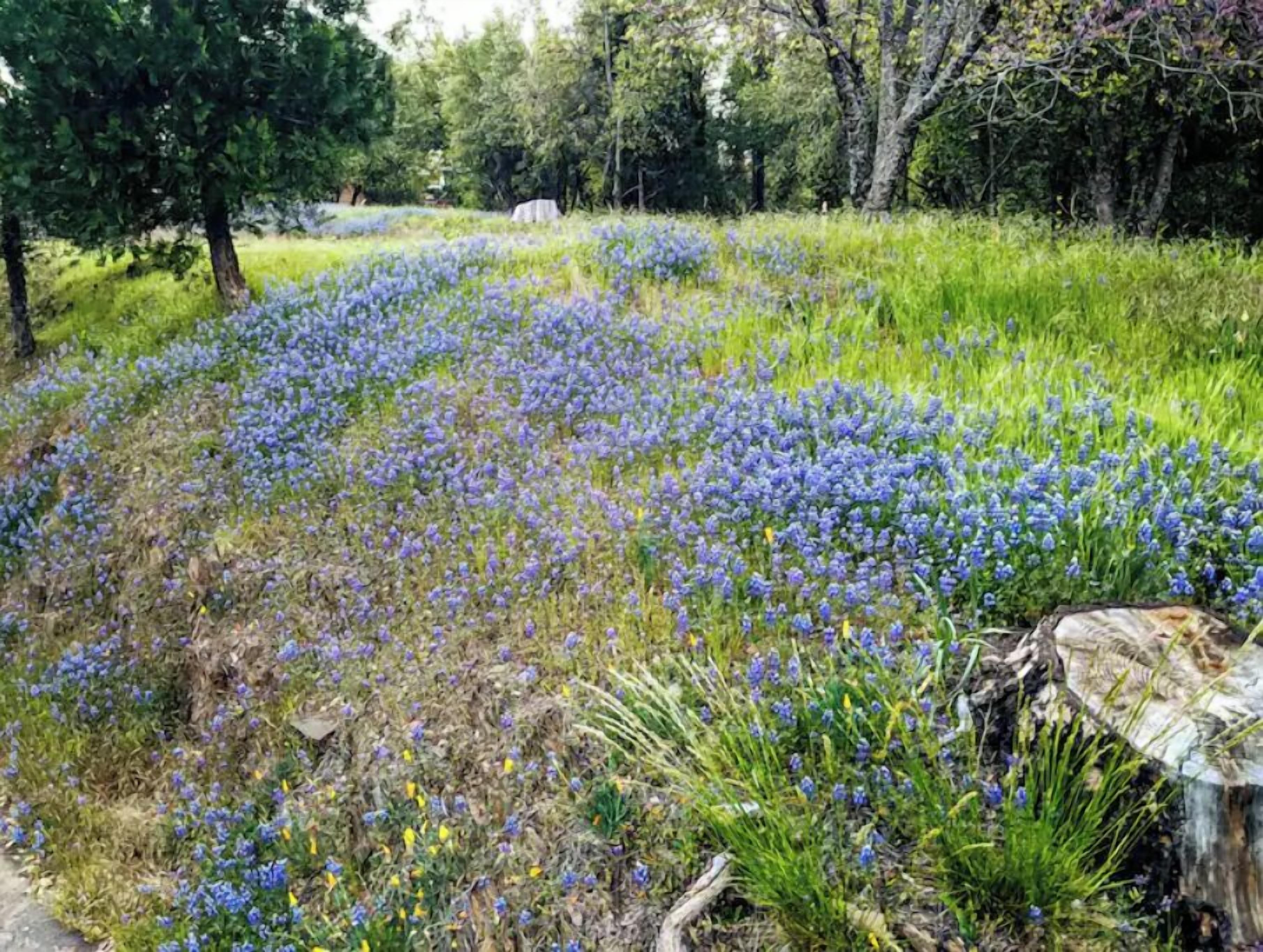 Ett fält med blå blommor och träd i bakgrunden.