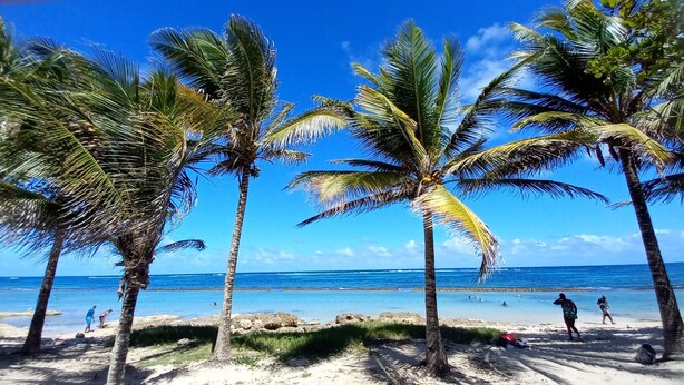 Una playa con palmeras y un cielo azul despejado.